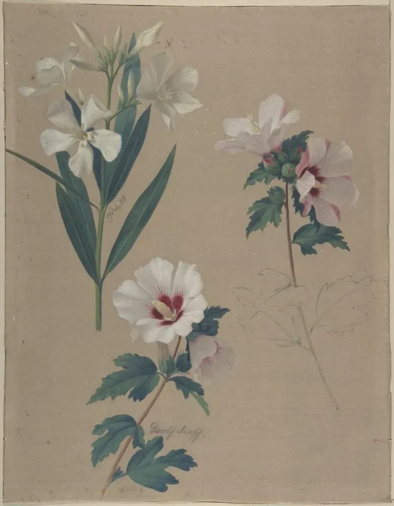 Tableau Étude des plantes d'hibiscus - Adolf Senff | Reproduction