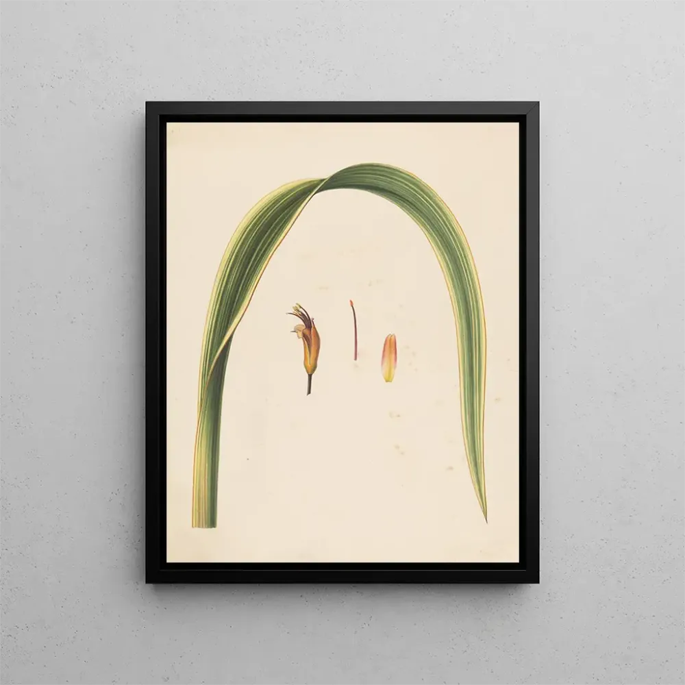 Tableau Étude d'une feuille et d'une fleur - Abraham Jacobus Wendel | Reproduction