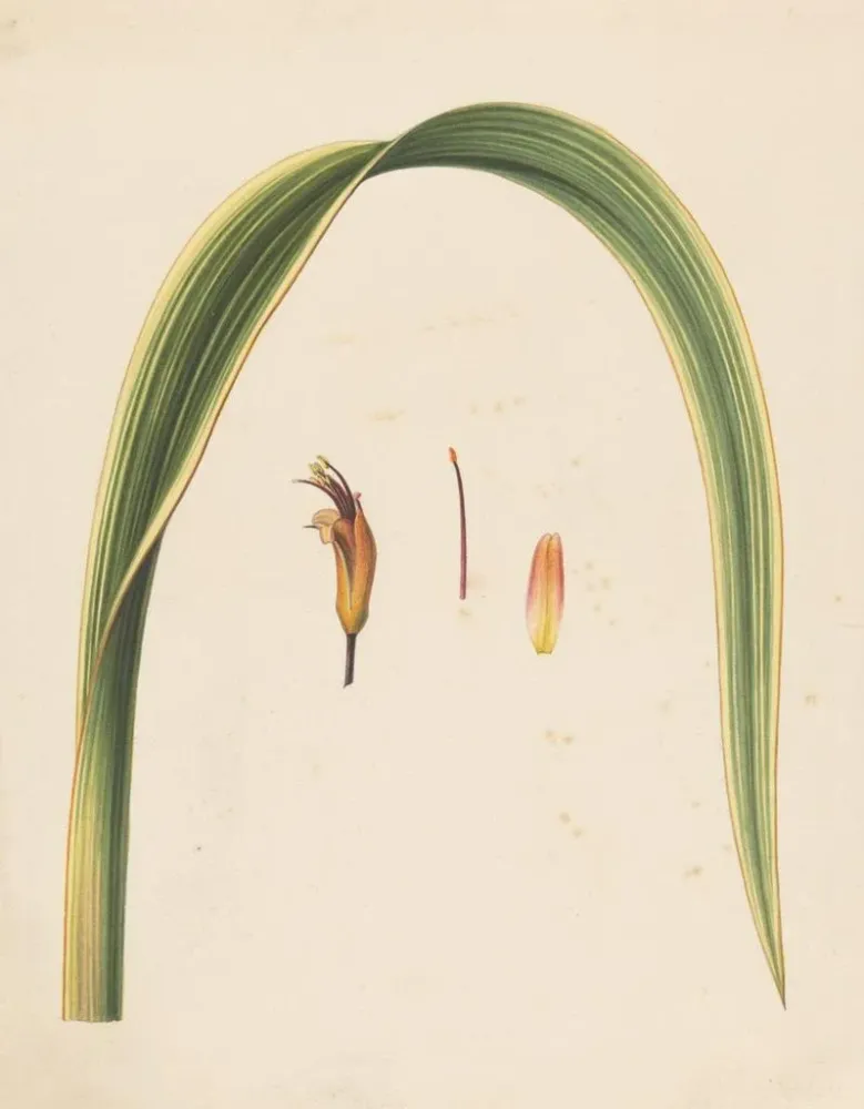 Tableau Étude d'une feuille et d'une fleur - Abraham Jacobus Wendel | Reproduction