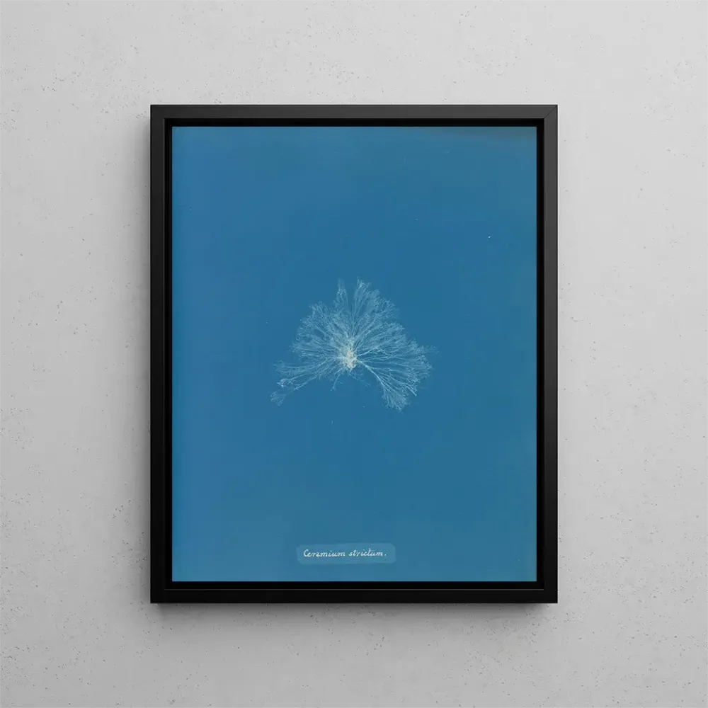 Tableau Une céramique étanche - Anna Atkins | Reproduction