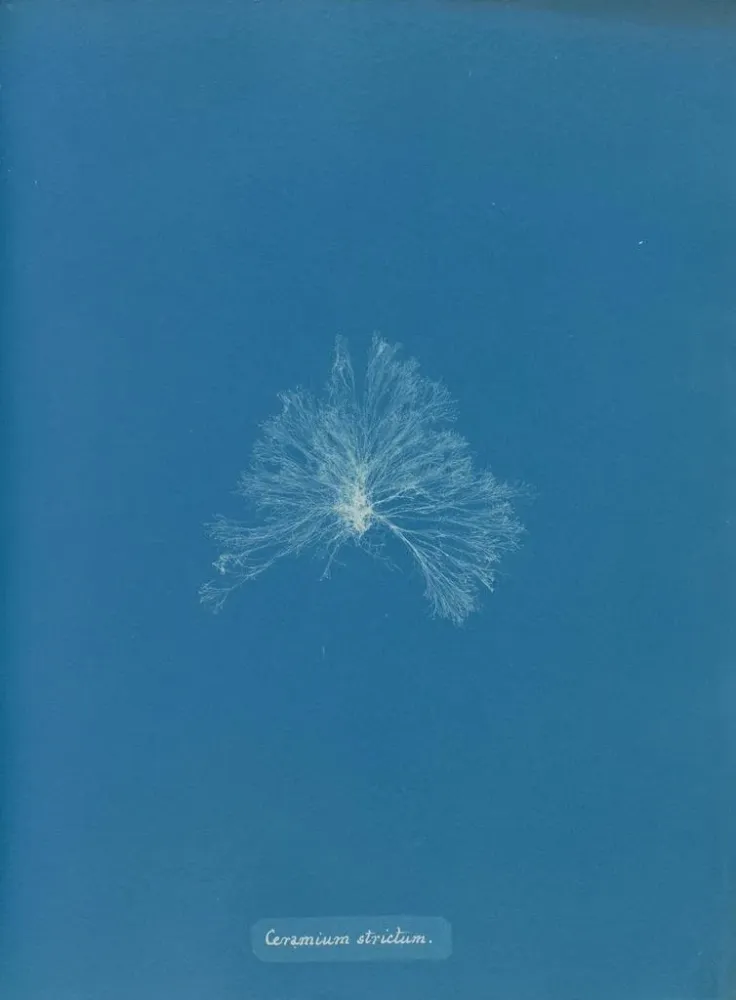 Tableau Une céramique étanche - Anna Atkins | Reproduction