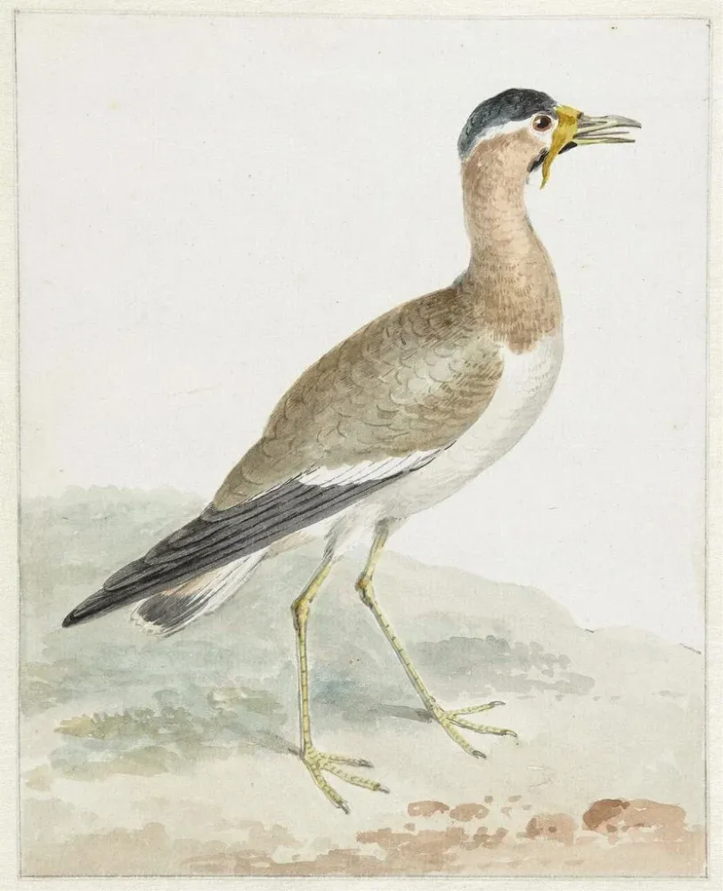 Tableau Un vanneau à grosses cornes - Aert Schouman | Reproduction