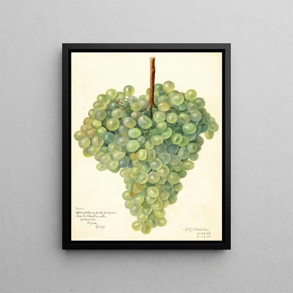 Tableau Vitis Clarette à Gros Grains - Amanda Almira Newton | Reproduction