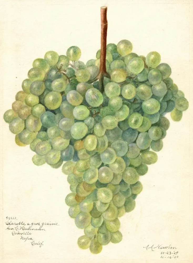 Tableau Vitis Clarette à Gros Grains - Amanda Almira Newton | Reproduction