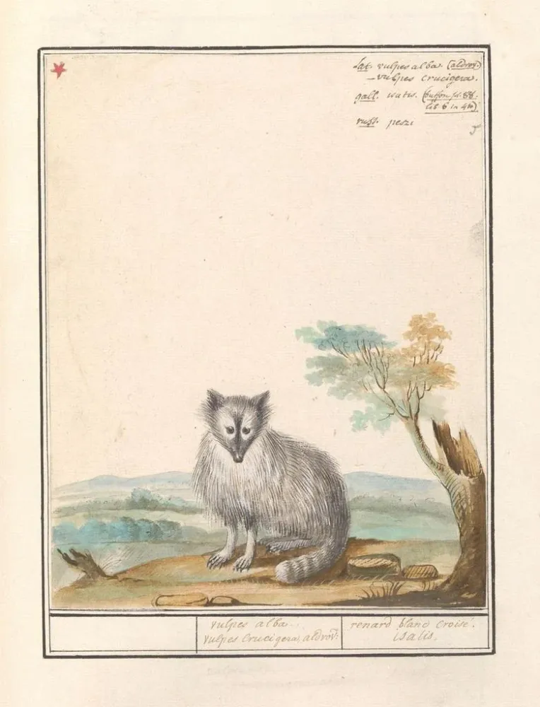 Tableau Vos Renards renards renards renards blancs Crucigera aldvov renard fade crois isalis - Anselmus Botius de Boodt |...