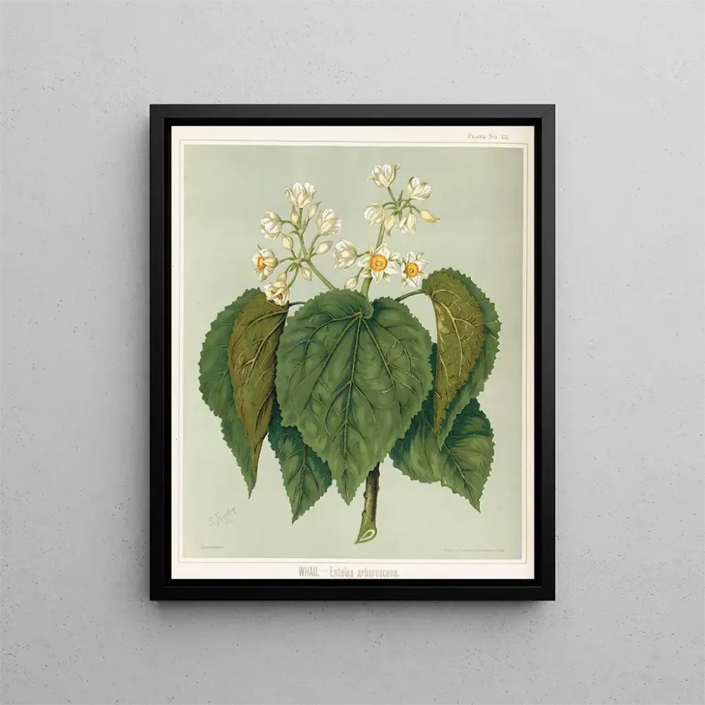 Tableau Whau Entelea arborescens, Planche 13 - Sarah Featon | Reproduction