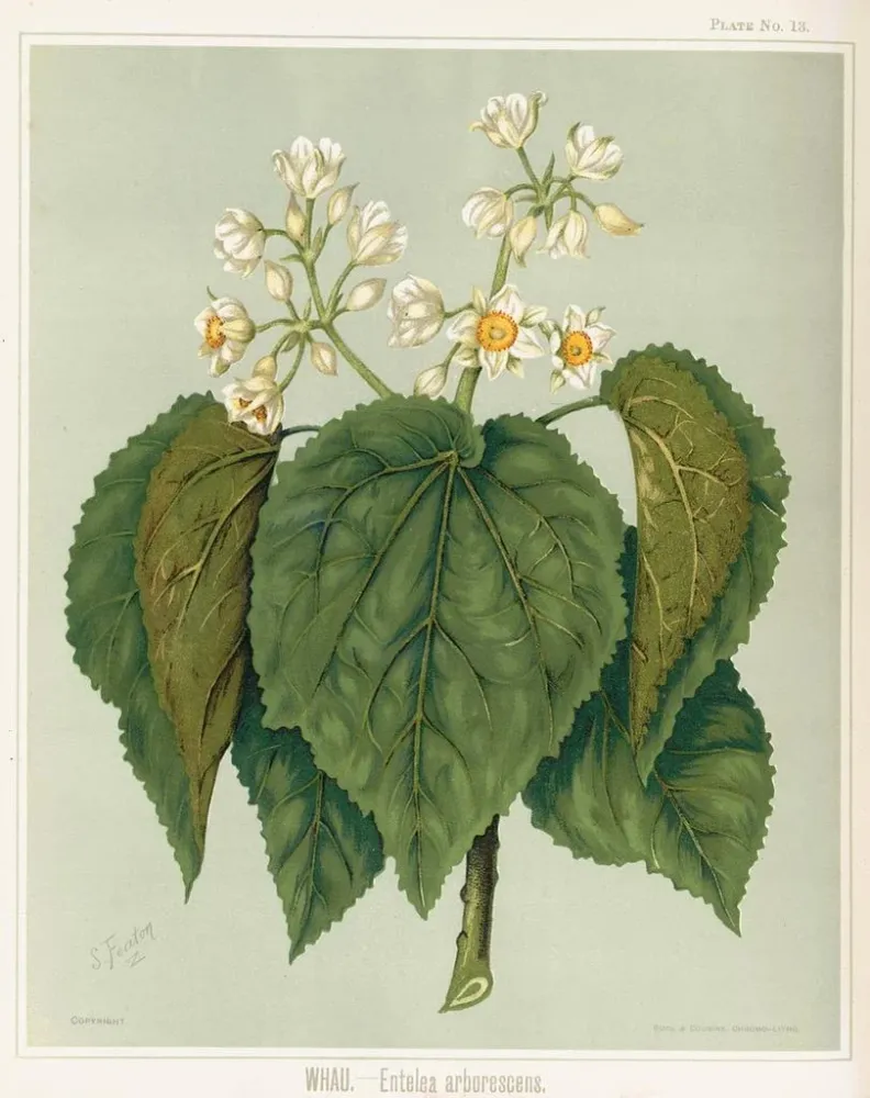Tableau Whau Entelea arborescens, Planche 13 - Sarah Featon | Reproduction