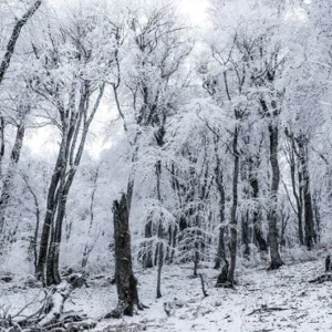 Toile de fond d'hiver blanc neige arbre pays des merveilles photographie