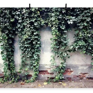 Toile de fond de feuilles vertes de printemps sur fond de mur de briques blanches cassées pour la photographie photo