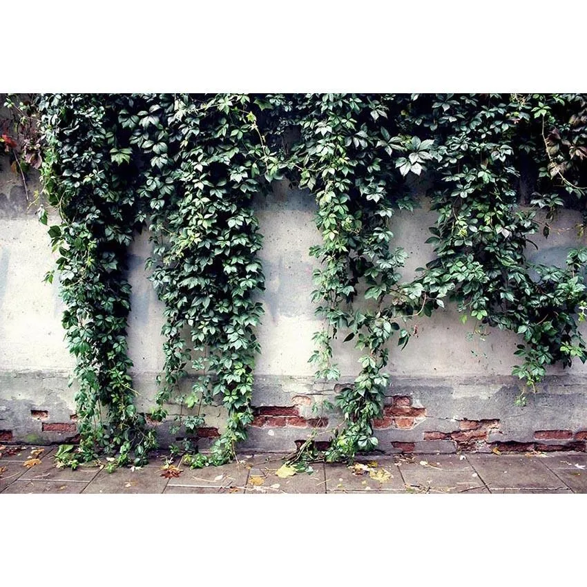 Toile de fond de feuilles vertes de printemps sur fond de mur de briques blanches cassées pour la photographie photo