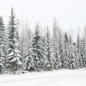 Toile de fond de Noël de neige de pin de neige