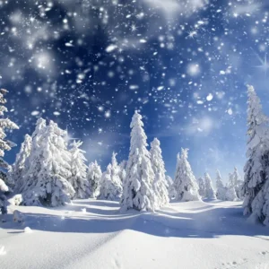 Toile de fond de photographie de êt de neige blanche d'hiver