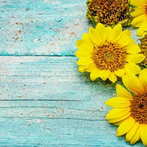 Toile de fond de tournesols sur des planches en bois turquoise SBH0123