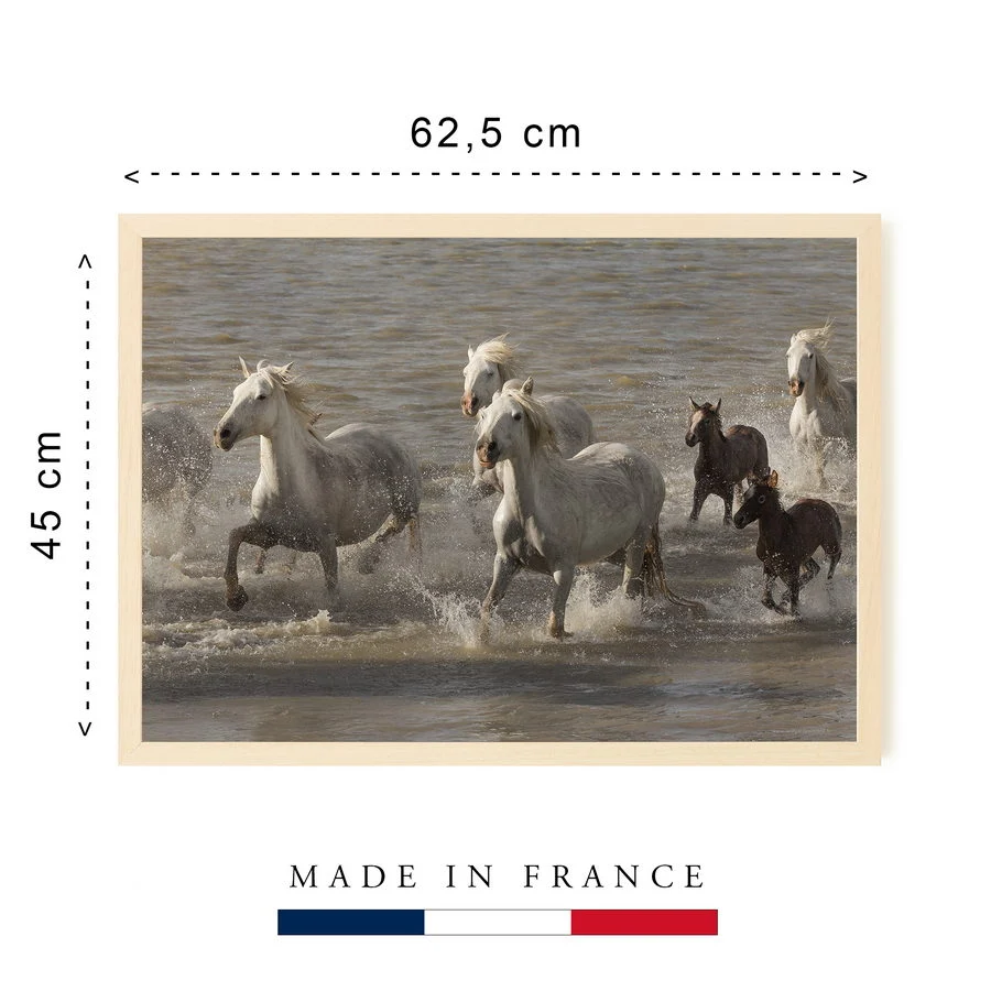 Troupeau de chevaux Camargue traversant l’étang de Ginès, près des Saintes-Maries-de-la-Mer