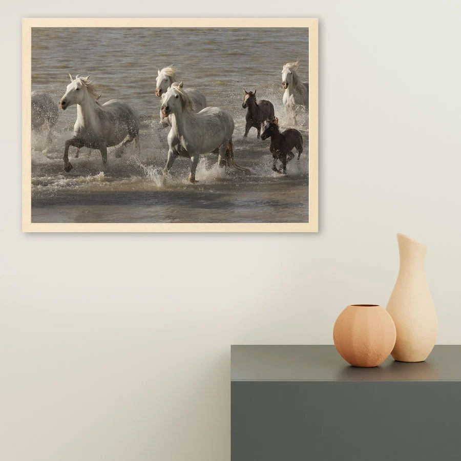 Troupeau de chevaux Camargue traversant l’étang de Ginès, près des Saintes-Maries-de-la-Mer