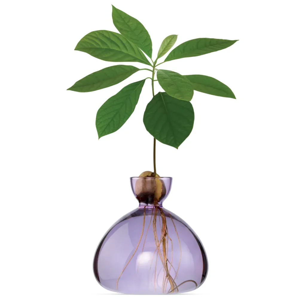 Vase avocat Lilas
