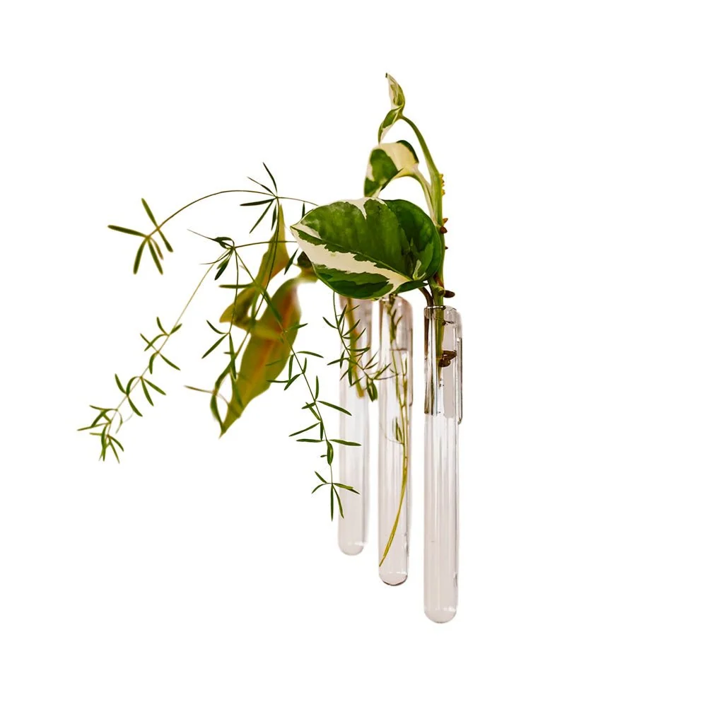 Walleaf Transparent (lot de 3)