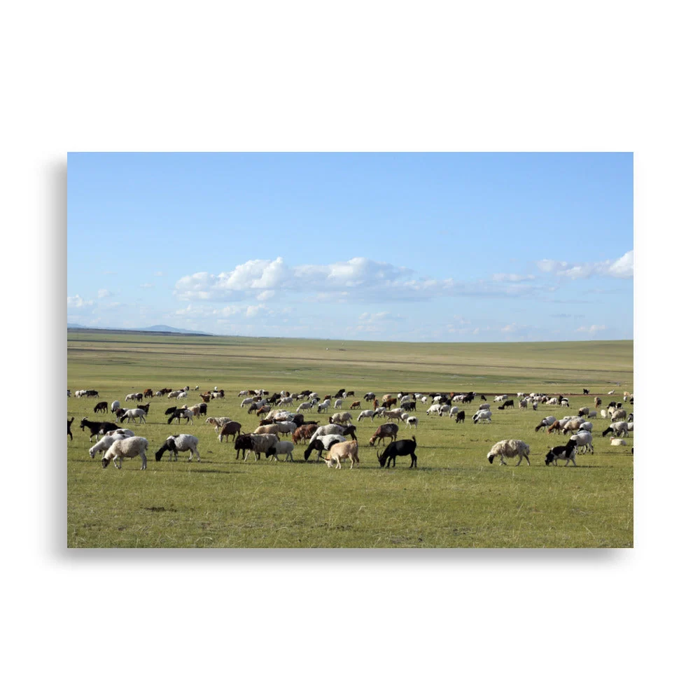 Affiche - Troupeau de moutons paissant dans la steppe mongole Young Han Song