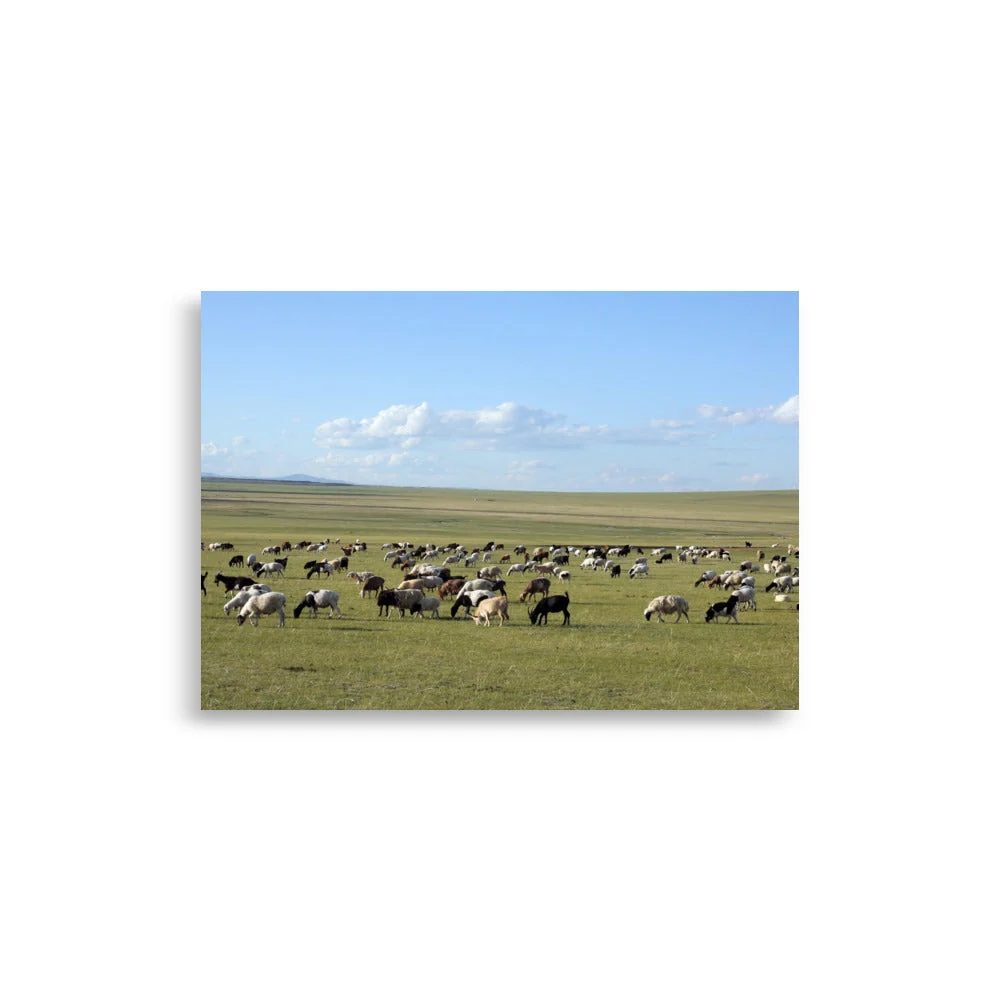 Affiche - Troupeau de moutons paissant dans la steppe mongole Young Han Song